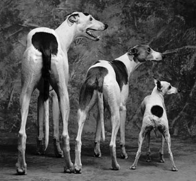 http://www.greenhounds.com.au/Uploads/sighthounds-size-comparisob-bw400.jpg