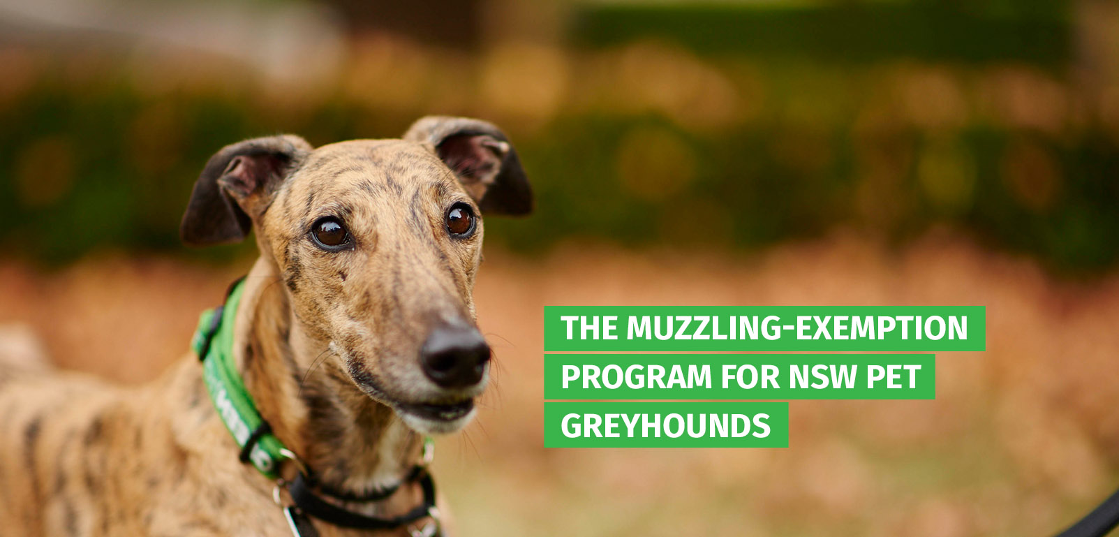 The muzzling-exemption program for NSW pet greyhounds