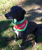 Bobby First Greenhound Therapy Dog