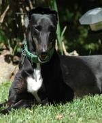 Why a Greyhound? A veterinarian's view…