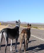 Taking Your Greenhound on Holidays