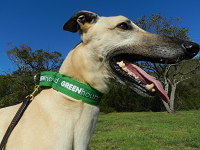 Greyhound clearance green collar
