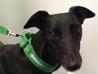 Greyhound clearance green collar